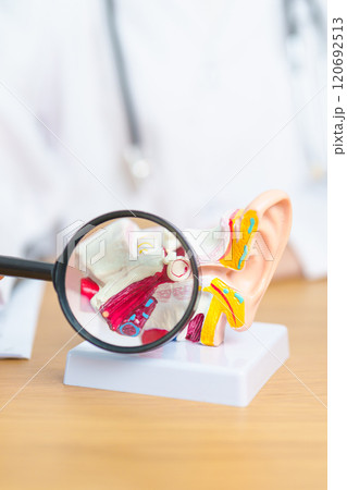 Doctor with human Ear anatomy model with magnifying glass. Ear disease, Atresia, Otitis Media, Pertorated Eardrum, Meniere syndrome, otolaryngologist, Ageing Hearing Loss, Schwannoma and Health 120692513