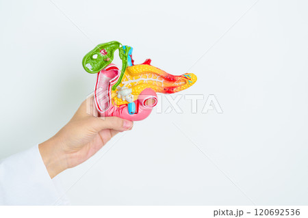 Doctor with human Pancreatitis anatomy model with Pancreas, Gallbladder, Bile Duct, Duodenum, Small intestine. Pancreatic cancer, Acute and Chronic pancreatitis,  Digestive system and Health concept 120692536