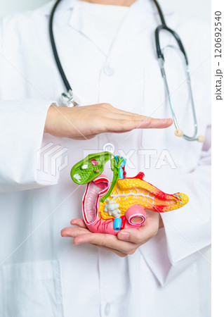 Doctor with human Pancreatitis anatomy model with Pancreas, Gallbladder, Bile Duct, Duodenum, Small intestine. Pancreatic cancer, Acute and Chronic pancreatitis, Digestive system and Health concept Doctor with human Pancreatitis anatomy model with Pancreas, Gallbladder, Bile Duct, Duodenum, Small intestine. Pancreatic cancer, Acute and Chronic pancreatitis, Digestive system and Health concept 120692540