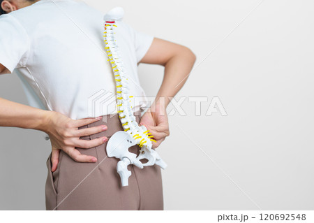 woman with human Spine anatomy model. Spinal Cord Disorder and disease, Back pain, Lumbar, Sacral pelvis, Cervical neck, Thoracic, Coccyx, Orthopedist, chiropractic, Office Syndrome and health woman with human Spine anatomy model. Spinal Cord Disorder and disease, Back pain, Lumbar, Sacral pelvis, Cervical neck, Thoracic, Coccyx, Orthopedist, chiropractic, Office Syndrome and health 120692548