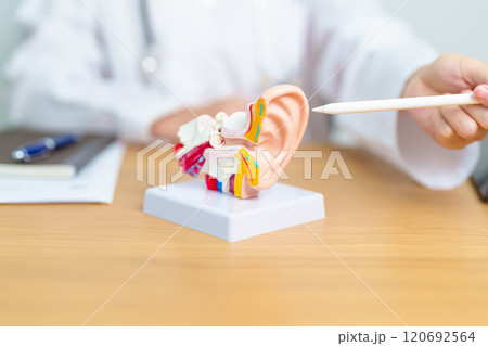 Doctor with human Ear anatomy model. Ear disease, Atresia, Otitis Media, Pertorated Eardrum, Meniere syndrome, otolaryngologist, Ageing Hearing Loss, Schwannoma and Health Doctor with human Ear anatomy model. Ear disease, Atresia, Otitis Media, Pertorated Eardrum, Meniere syndrome, otolaryngologist, Ageing Hearing Loss, Schwannoma and Health 120692564