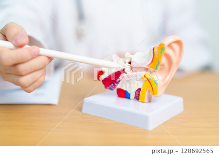 Doctor with human Ear anatomy model. Ear disease, Atresia, Otitis Media, Pertorated Eardrum, Meniere syndrome, otolaryngologist, Ageing Hearing Loss, Schwannoma and Health 120692565