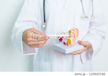 Doctor with human Ear anatomy model. Ear disease, Atresia, Otitis Media, Pertorated Eardrum, Meniere syndrome, otolaryngologist, Ageing Hearing Loss, Schwannoma and Health 120692586