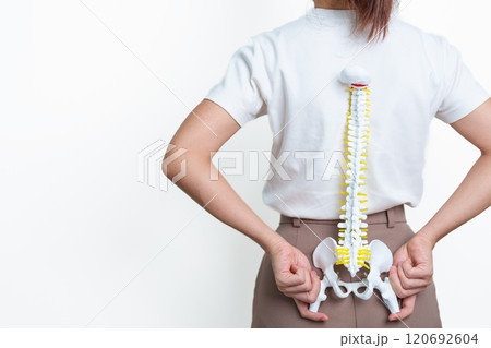 woman with human Spine anatomy model. Spinal Cord Disorder and disease, Back pain, Lumbar, Sacral pelvis, Cervical neck, Thoracic, Coccyx, Orthopedist, chiropractic, Office Syndrome and health 120692604