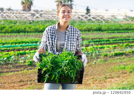Positive female farmer holding crate full of arugula in farm field Positive female farmer holding crate full of arugula in farm field 120692950