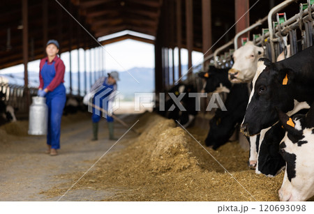 Portraif of caucasian woman dairy farm worker carrying metal milk can in cowshed 120693098