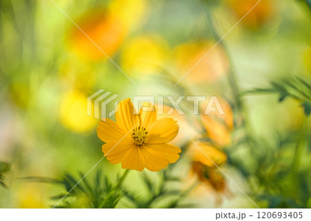 黄色いコスモス 120693405