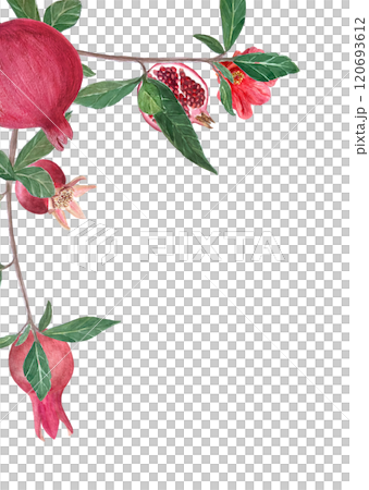 A branch with pomegranates, flowers and leaves watercolor frame isolated on white. Hand drawn realistic fruit element for cards, banners, posters, home decor, prints. Vibrant autumn plant clip art 120693612