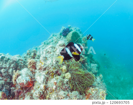 美しいイソギンチャク畑の可愛いクマノミ(クマノミ亜科)のペア他。賀茂郡南伊豆町中木ヒリゾ浜-2024 美しいイソギンチャク畑の可愛いクマノミ(クマノミ亜科)のペア他。賀茂郡南伊豆町中木ヒリゾ浜-2024 120693705