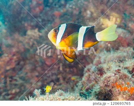 美しいイソギンチャク畑の可愛いクマノミ（クマノミ亜科）の幼魚。 伊豆半島賀茂郡南伊豆町中木ヒリゾ浜 120693765