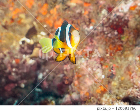 美しいイソギンチャク畑の可愛いクマノミ(クマノミ亜科)の幼魚。 伊豆半島賀茂郡南伊豆町中木ヒリゾ浜 美しいイソギンチャク畑の可愛いクマノミ(クマノミ亜科)の幼魚。 伊豆半島賀茂郡南伊豆町中木ヒリゾ浜 120693766