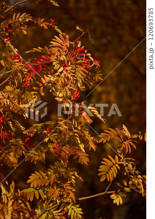 Vibrant autumn leaves and red berries create a stunning display of natures beauty in fall 120693785
