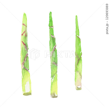 水彩で描いた根曲がり竹のイラスト 120693869
