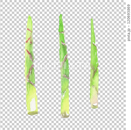 水彩で描いた根曲がり竹のイラスト 120693869