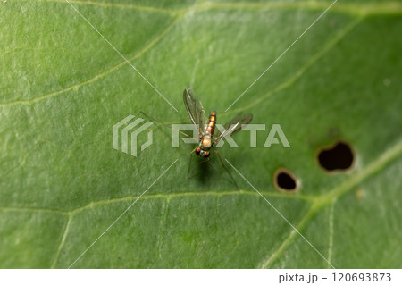 アシナガキンバエ 120693873
