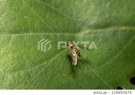 アシナガキンバエ アシナガキンバエ 120693874
