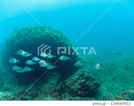 美しく大きなヘダイ(タイ科)他の群れ。静岡県伊豆半島賀茂郡南伊豆町中木ヒリゾ浜2024年 美しく大きなヘダイ(タイ科)他の群れ。静岡県伊豆半島賀茂郡南伊豆町中木ヒリゾ浜2024年 120693922