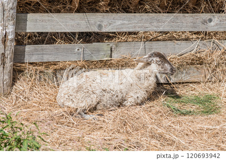 【リラックスする羊】 120693942