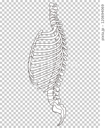 肋骨と胸椎のしくみ 骨格 横図 医療のイラスト素材 [120694069