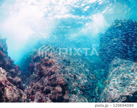 美しいキビナゴ（ニシン科）他の大群。静岡県伊豆半島賀茂郡南伊豆町中木ヒリゾ浜2024年 120694089