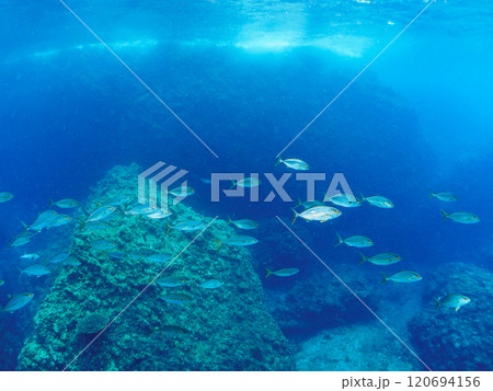 キビナゴの大群を襲う迫力あるカンパチ（アジ科）の群れ。静岡県伊豆半島賀茂郡南伊豆町中木ヒリゾ浜 120694156