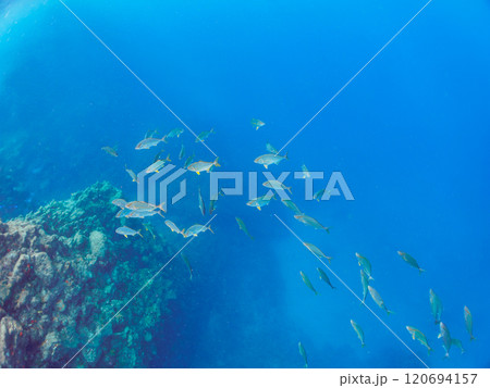 キビナゴの大群を襲う迫力あるカンパチ（アジ科）の群れ。静岡県伊豆半島賀茂郡南伊豆町中木ヒリゾ浜 120694157