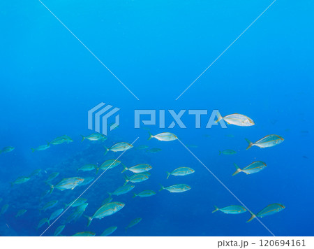 キビナゴの大群を襲う迫力あるカンパチ（アジ科）の群れ。静岡県伊豆半島賀茂郡南伊豆町中木ヒリゾ浜 120694161