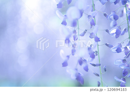 白い藤の花 白い藤の花 120694183