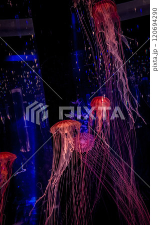 Wwimming jellyfish in indoor aquarium with glowing neon light 120694290