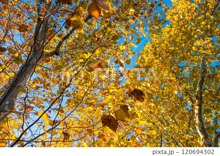 プラタナスの黄葉　秋の風景 120694302