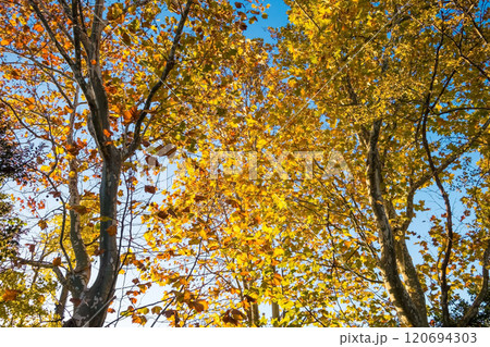 プラタナスの黄葉　秋の風景 120694303