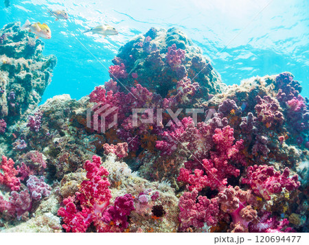 ウミトサカ他が生えるドロップオフのキンギョハナダイ、ソラスズメダイ他群れ 賀茂郡南伊豆町中木ヒリゾ浜 120694477
