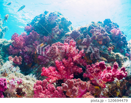 ウミトサカ他が生えるドロップオフのキンギョハナダイ、ソラスズメダイ他群れ 賀茂郡南伊豆町中木ヒリゾ浜 120694479