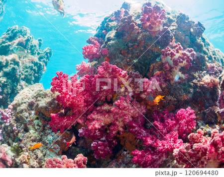 ウミトサカ他が生えるドロップオフのキンギョハナダイ、ソラスズメダイ他群れ 賀茂郡南伊豆町中木ヒリゾ浜 120694480