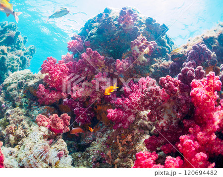 ウミトサカ他が生えるドロップオフのキンギョハナダイ、ソラスズメダイ他群れ 賀茂郡南伊豆町中木ヒリゾ浜 120694482