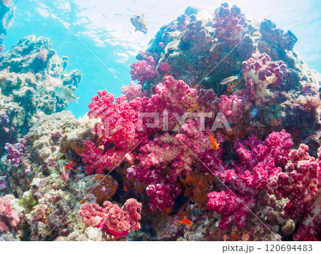 ウミトサカ他が生えるドロップオフのキンギョハナダイ、ソラスズメダイ他群れ 賀茂郡南伊豆町中木ヒリゾ浜 ウミトサカ他が生えるドロップオフのキンギョハナダイ、ソラスズメダイ他群れ 賀茂郡南伊豆町中木ヒリゾ浜 120694483