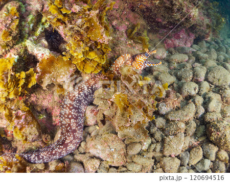 水中洞窟にいる、 大きく美しいトラウツボ(ウツボ科)。静岡県伊豆半島賀茂郡南伊豆町中木ヒリゾ浜 水中洞窟にいる、 大きく美しいトラウツボ(ウツボ科)。静岡県伊豆半島賀茂郡南伊豆町中木ヒリゾ浜 120694516