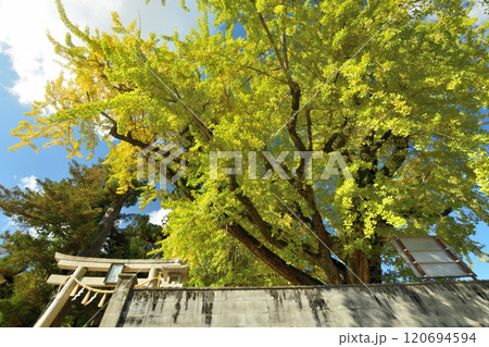 賀茂神社(イチョウ) 【和歌山県紀の川市】 賀茂神社(イチョウ) 【和歌山県紀の川市】 120694594