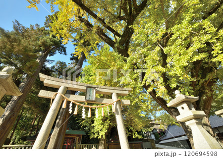賀茂神社(イチョウ)　【和歌山県紀の川市】 120694598