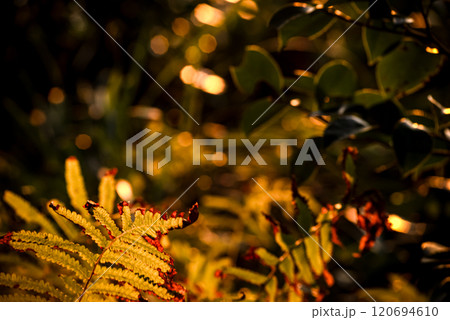<夜明けの風景>鐙瀬のシダ植物 <夜明けの風景>鐙瀬のシダ植物 120694610