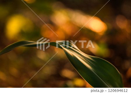 ＜夜明けの風景＞鐙瀬のリュウゼツラン 120694612