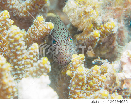 美しいテーブルサンゴとホシゴンベ(ゴンベ科)の幼魚。 静岡県伊豆半島賀茂郡南伊豆町中木ヒリゾ浜 美しいテーブルサンゴとホシゴンベ(ゴンベ科)の幼魚。 静岡県伊豆半島賀茂郡南伊豆町中木ヒリゾ浜 120694623