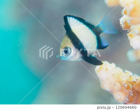 テーブルサンゴに住む可愛いフタスジリュウキュウスズメダイ(スズメダイ科)の幼魚他 伊豆中木ヒリゾ浜 テーブルサンゴに住む可愛いフタスジリュウキュウスズメダイ(スズメダイ科)の幼魚他 伊豆中木ヒリゾ浜 120694660