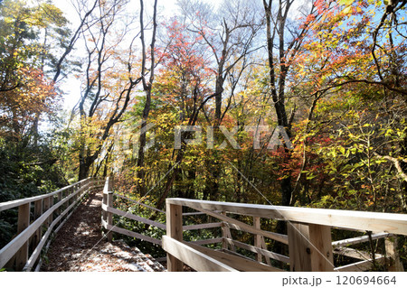 和泉葛城山ブナ林の紅葉 【和歌山県紀の川市】 和泉葛城山ブナ林の紅葉 【和歌山県紀の川市】 120694664