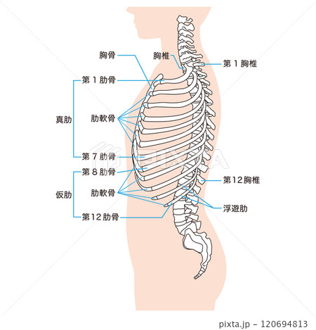 肋骨と胸椎のしくみ　骨格　横図　医療 120694813