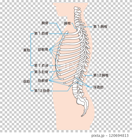 肋骨と胸椎のしくみ　骨格　横図　医療 120694813