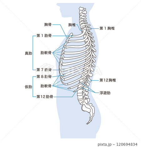 肋骨と胸椎のしくみ　骨格　横図　医療 120694834
