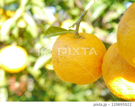 ゆずの収穫　柑橘　無農薬栽培 120695022