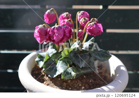 ローズ色の変わり咲きシクラメン 120695124