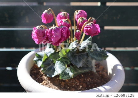 ローズ色の変わり咲きシクラメン 120695129